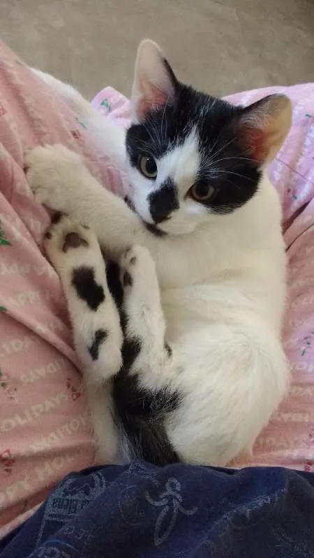 Gato ra a SRD idade 2 a 6 meses nome Cazuzinha