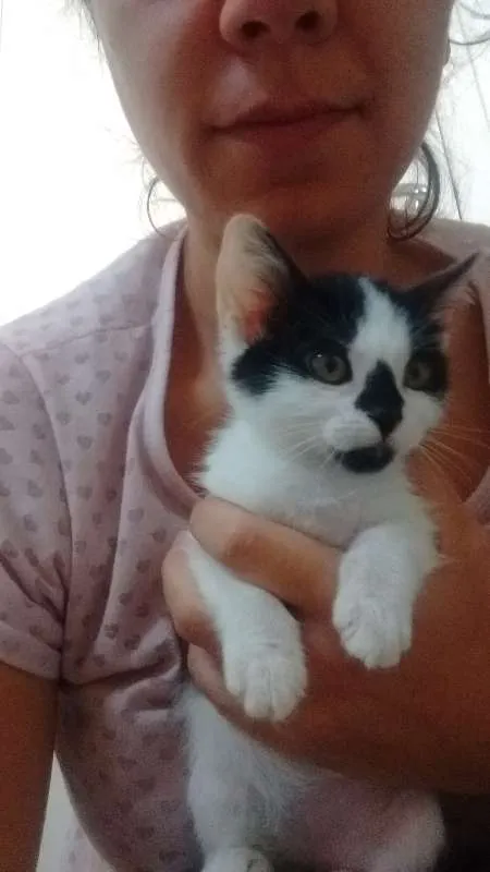 Gato ra a SRD idade 2 a 6 meses nome Cazuzinha