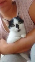 Cazuzinha
