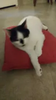 Cazuzinha