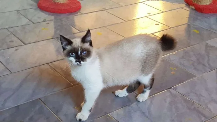 Gato ra a SRD idade 2 a 6 meses nome Samuel