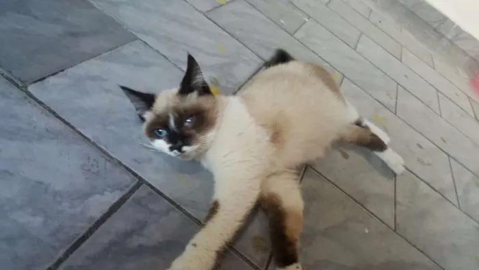 Gato ra a SRD idade 2 a 6 meses nome Samuel