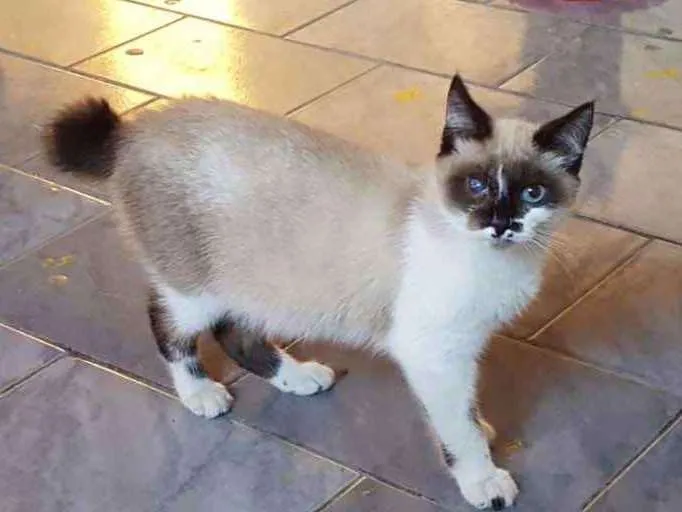Gato ra a SRD idade 2 a 6 meses nome Samuel
