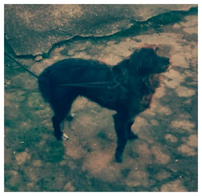 Cachorro ra a SRD idade 2 anos nome Peppa