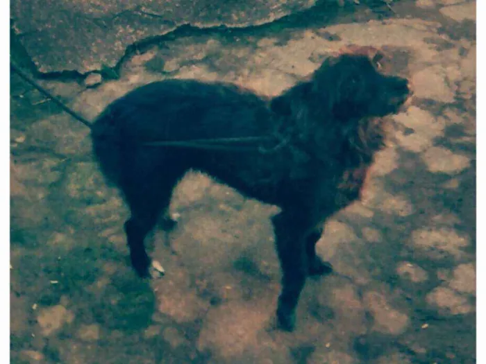 Cachorro ra a SRD idade 2 anos nome Peppa