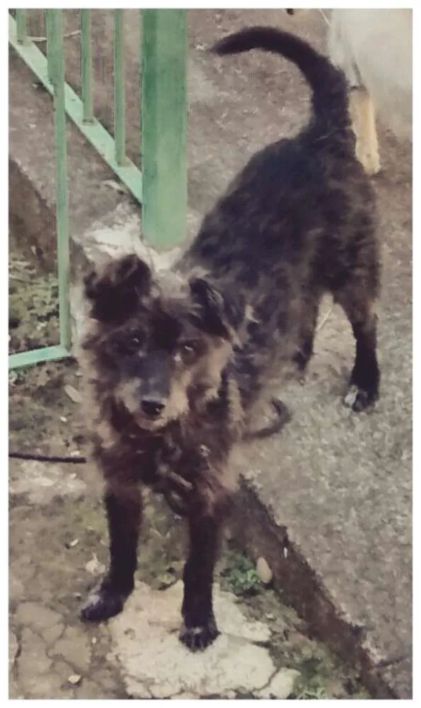 Cachorro ra a SRD idade 2 anos nome Peppa
