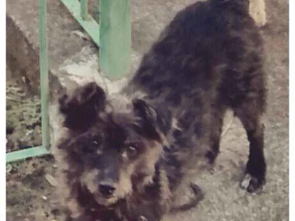 Cachorro ra a SRD idade 2 anos nome Peppa
