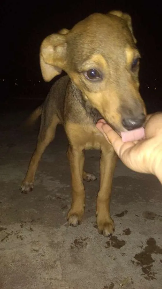 Cachorro ra a Não definida idade 2 a 6 meses nome Bob