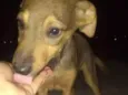 Bob