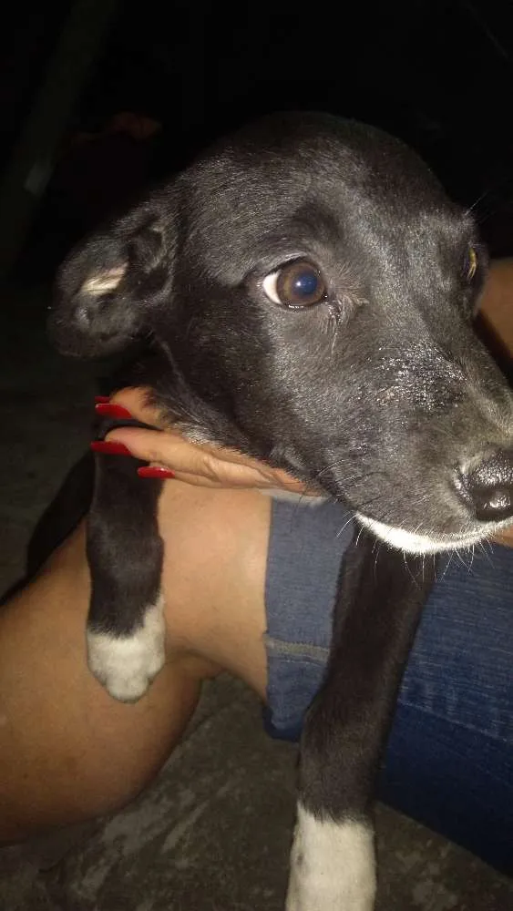 Cachorro ra a Não definida idade Abaixo de 2 meses nome Luna