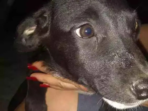 Cachorro ra a Não definida idade Abaixo de 2 meses nome Luna