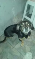 Lilica