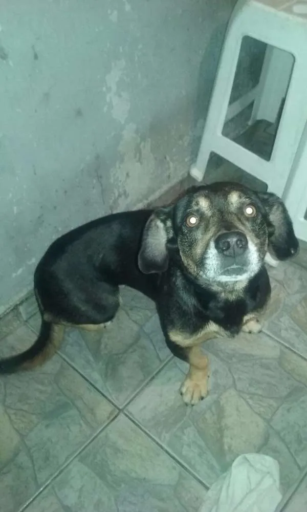 Cachorro ra a Vira-lata com Boxer idade 5 anos nome Lilica