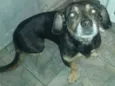 Lilica