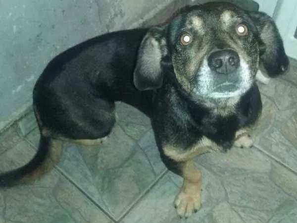 Cachorro ra a Vira-lata com Boxer idade 5 anos nome Lilica