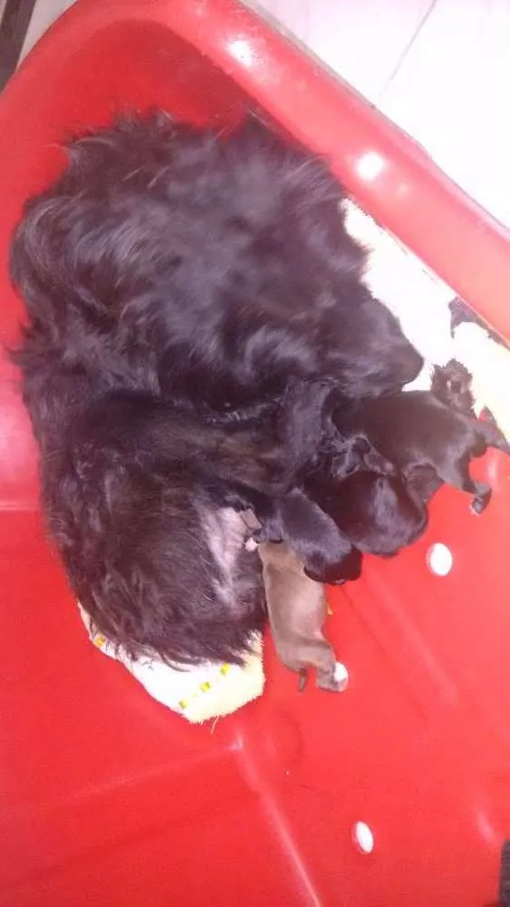 Cachorro ra a Vira lata idade Abaixo de 2 meses nome Filhotes