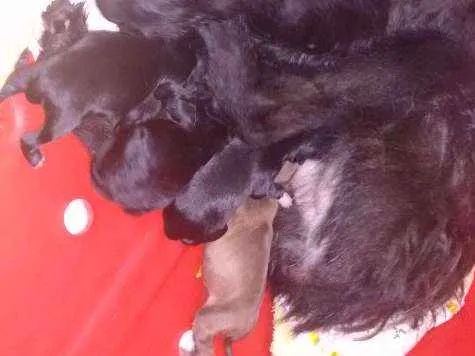 Cachorro ra a Vira lata idade Abaixo de 2 meses nome Filhotes