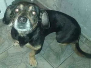 Cachorro raça Vira-lata com Boxer idade 5 anos nome Lilica