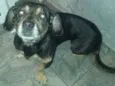 Lilica