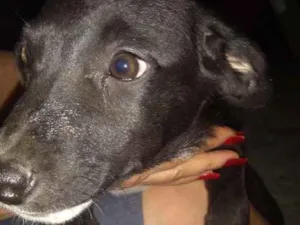 Cachorro raça Não definida idade Abaixo de 2 meses nome Luna