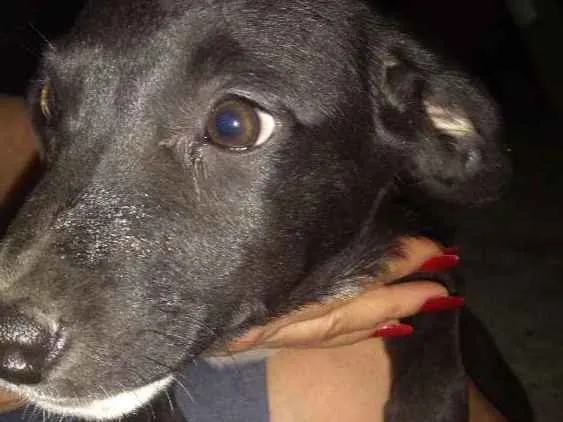Cachorro ra a Não definida idade Abaixo de 2 meses nome Luna