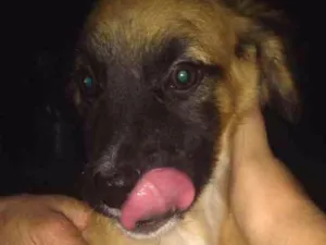 Cachorro raça Não definida idade 2 a 6 meses nome Bidu
