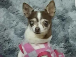 Cachorro raça Picher idade 6 ou mais anos nome Mel