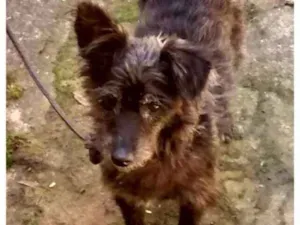 Cachorro raça SRD idade 2 anos nome Peppa