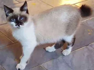 Gato raça SRD idade 2 a 6 meses nome Samuel