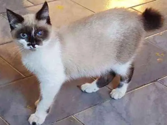 Gato ra a SRD idade 2 a 6 meses nome Samuel