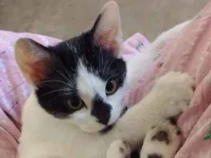Gato raça SRD idade 2 a 6 meses nome Cazuzinha
