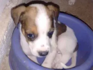Cachorro raça Mestiço idade Abaixo de 2 meses nome Leitosa, Panda, Rajado