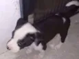 Leitosa, Panda, Rajado
