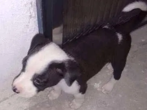 Cachorro raça Mestiço idade Abaixo de 2 meses nome Leitosa, Panda, Rajado
