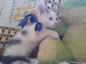 Gato raça Sem raça idade 2 a 6 meses nome Clebinha