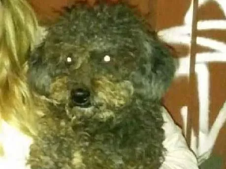 Cachorro raça Podle idade  nome Rosquito