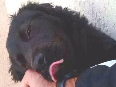 Cachorro raça nao sabemos idade 1 ano nome nao sabemos