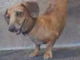 Scoob