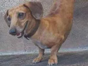 Cachorro ra a Basset-Cofap idade 4 anos nome Scoob