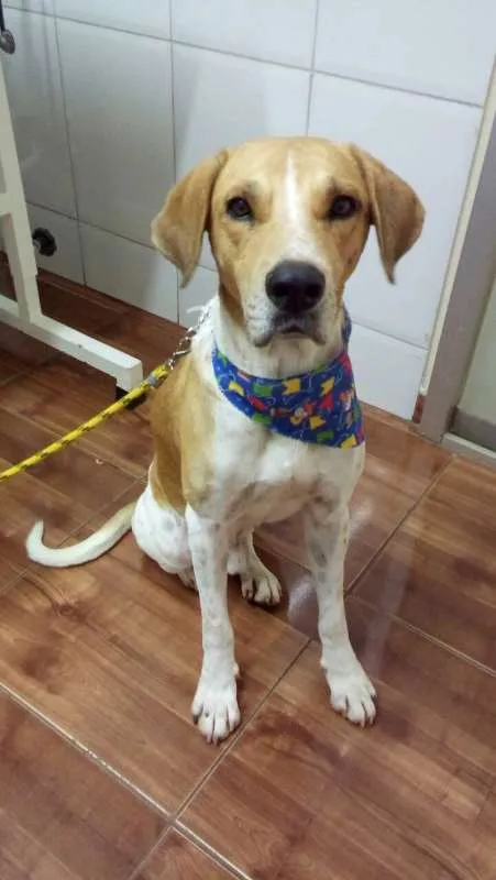 Cachorro ra a  idade 1 ano nome Sem Nome