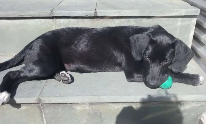 Cachorro ra a Pit-Bull com Labrador idade 2 a 6 meses nome Scar 