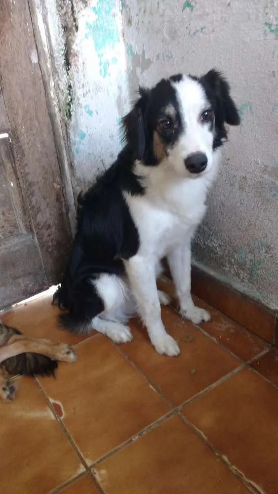 Cachorro ra a Pastor Alemão com Viralata  idade 7 a 11 meses nome Panda e Keyth