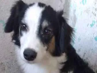 Cachorro ra a Pastor Alemão com Viralata  idade 7 a 11 meses nome Panda e Keyth
