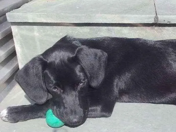 Cachorro ra a Pit-Bull com Labrador idade 2 a 6 meses nome Scar 