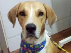 Cachorro raça  idade 1 ano nome Sem Nome