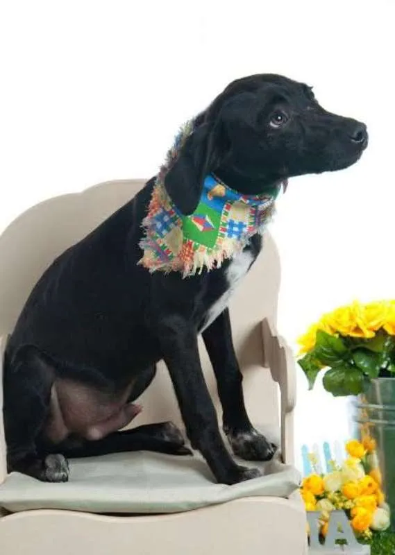 Cachorro ra a SRD idade 2 a 6 meses nome Lindos Filhotes