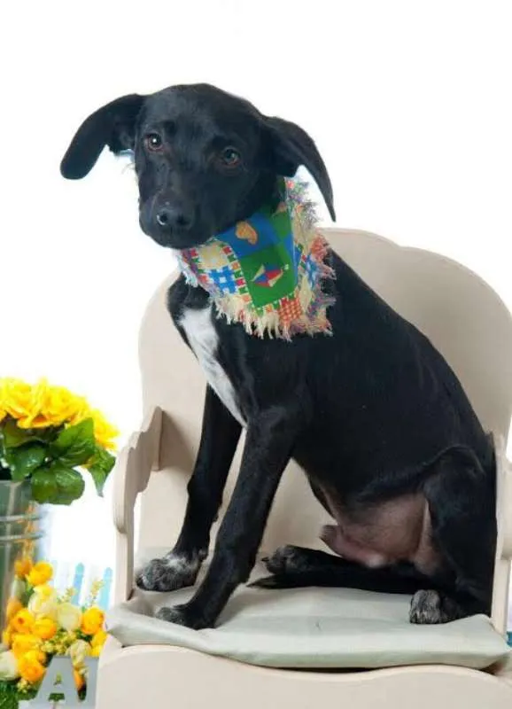 Cachorro ra a SRD idade 2 a 6 meses nome Lindos Filhotes