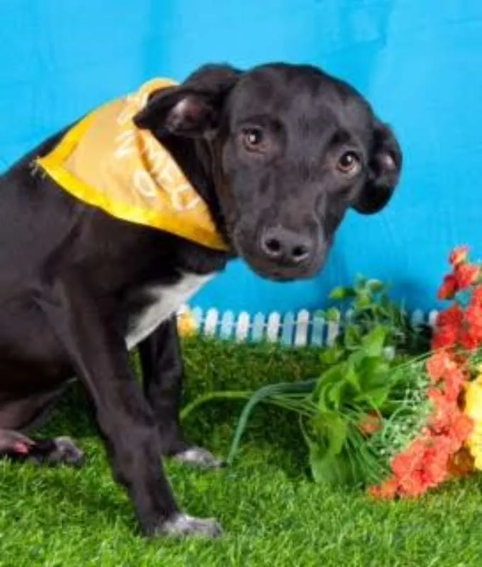 Cachorro ra a SRD idade 2 a 6 meses nome Lindos Filhotes