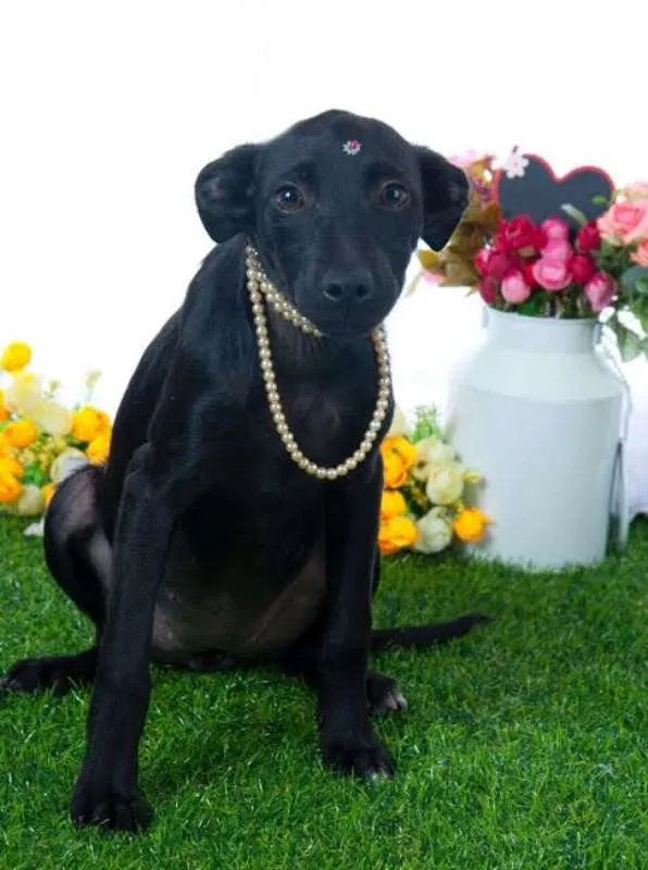 Cachorro ra a SRD idade 2 a 6 meses nome Lindos Filhotes