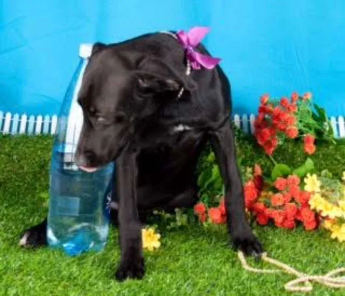 Cachorro ra a SRD idade 2 a 6 meses nome Lindos Filhotes